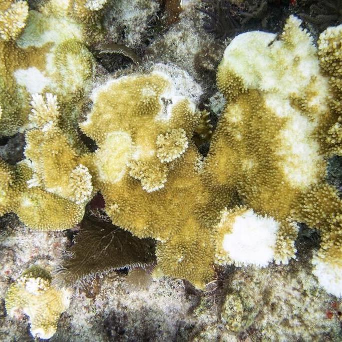 Scientists say Florida Keys coral reefs are already bleaching as water temperatures hit record highs